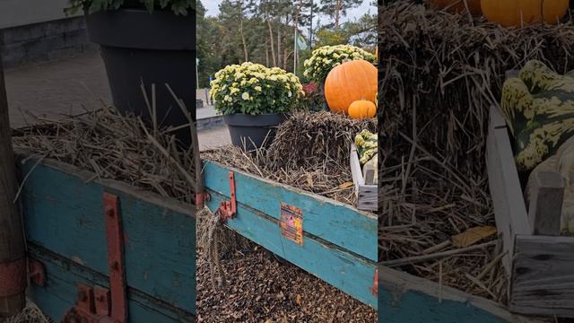 Тыквы и Хризантемы - Осень в Нидерландах!🎃🍁 смотреть онлайн