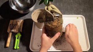 Первая пересадка и базовый уход за фикусом микрокарпа | ФИКУС ДОМА