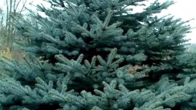 КРАСКИ ОСЕНИ. КЛУМБА НА ЗАПЕРЕ !!!! смотреть онлайн