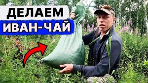 КАК Сделать ИВАН ЧАЙ. Уже МНОГО ЛЕТ делаю ТОЛЬКО ТАК!