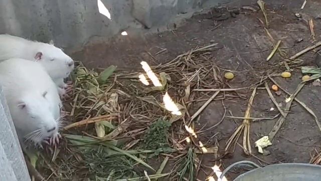 Знакомство нутрий. смотреть онлайн