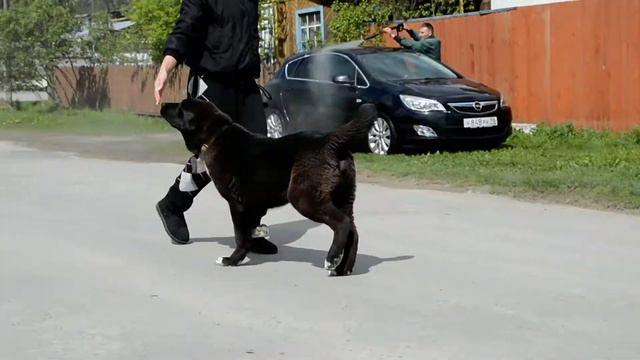 ОЕССЕНН СТИЛЬ Шангул 5.5 месяцев. Продается щенок среднеазиатской овчарки черного окраса. смотреть онлайн