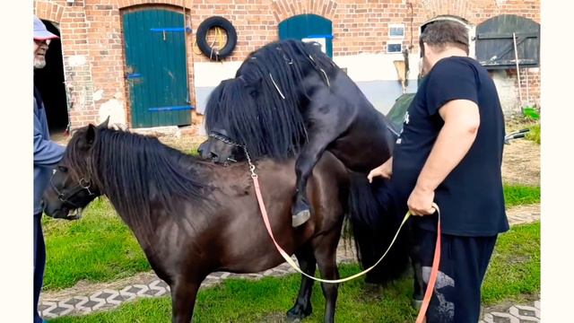 #Equestrians Horse Breed Tips New Crossing Method #HorseBreeding #HorseCrossBreeding #हॉर्स ब्रीडिं