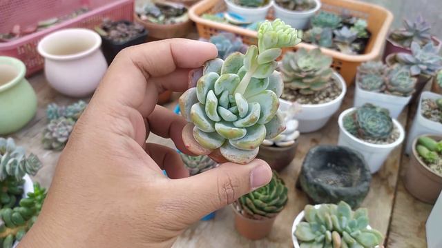 End-Of-February RARE Succulent Haul (+Summer Acclimation Tips!) смотреть онлайн