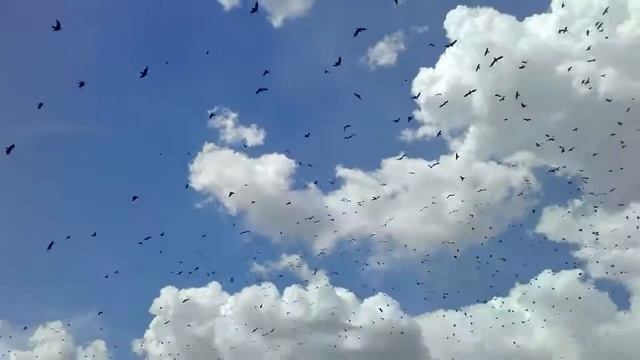 Стаи голодных грачей... смотреть онлайн