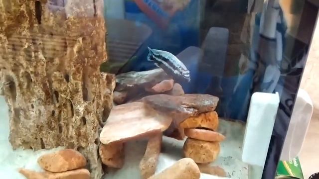 Камни в цихлиднике 2 смотреть онлайн