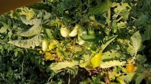 Сорт томата Дрова.