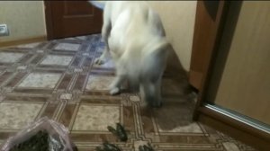 Реакция собаки на раков. Лабрадор держит рака на голове. Приколы с лабрадором.