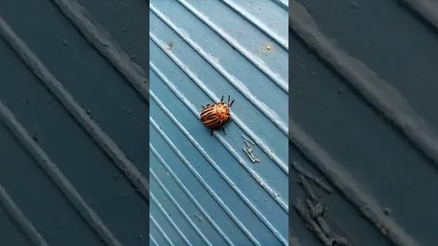 Соколов Владимир