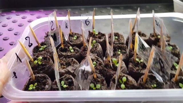 Петуния / Первые подкормки /Когда и чем подкормить петунию смотреть онлайн