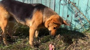 СКАНДАЛ С ХЕЙТЕРАМИ / НАШЛИ ЩЕНКОВ / Кормим Бездомных  Собак