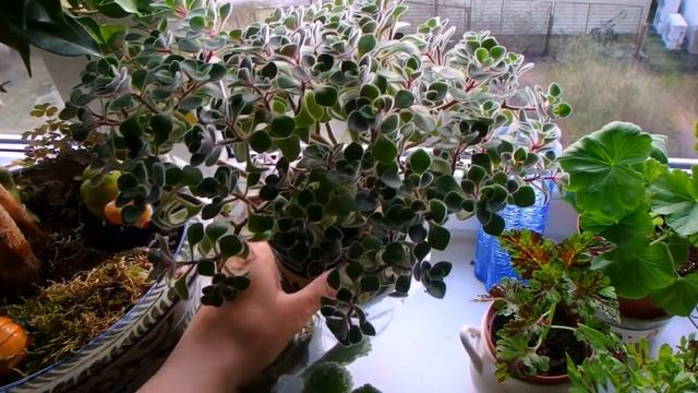 комнатные растения в апреле (2020 год) смотреть онлайн