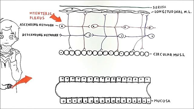 The enteric nervous system смотреть онлайн