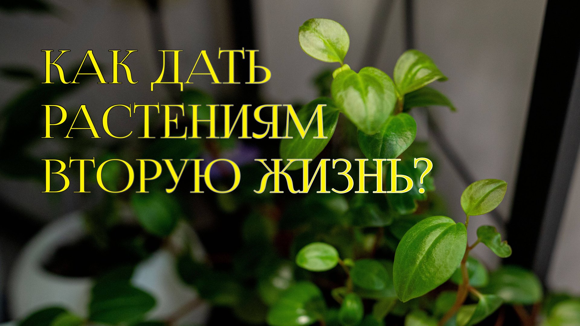 Как дать растению вторую жизнь? смотреть онлайн