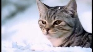Новогодняя реклама Whiskas (Декабрь 2007-н. в.)