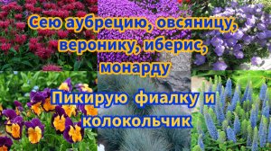 Сеем и рассаживаем цветы: аубреция, овсяница, вероника, иберис, монарда, фиалка и колокольчик!!
