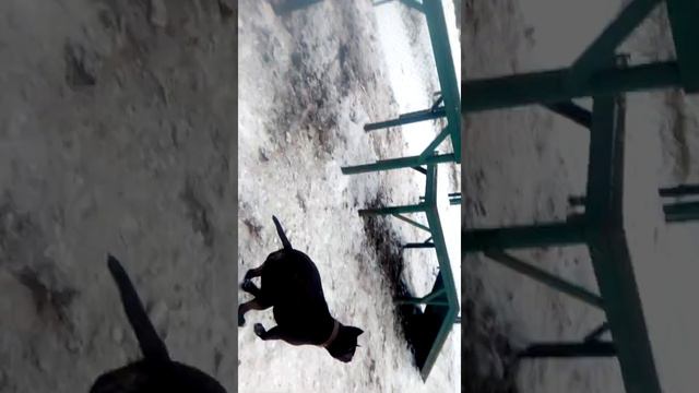 Тайсон играет с детьми смотреть онлайн