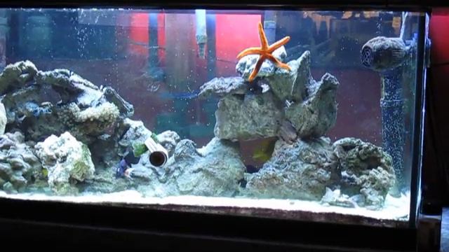 reef update 4/8/12 - Anemone / Sailfin / Achilles Tang HELP смотреть онлайн