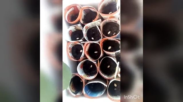 Посев кабачков и патиссонов в апреле. смотреть онлайн