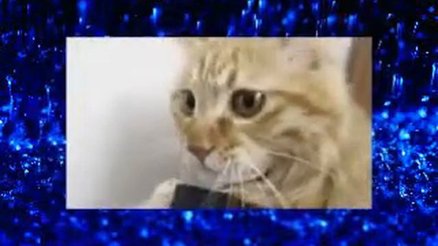 кот17 смотреть онлайн