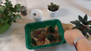 ???Размножение пеперомии. Безотказный способ?