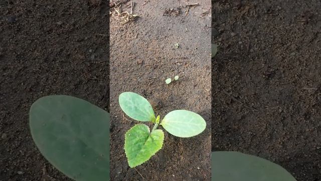 Первый росток кабачка сорта Грибовский 37 Восемнадцатого Июня дал третий листок и намётки четвёртог смотреть онлайн