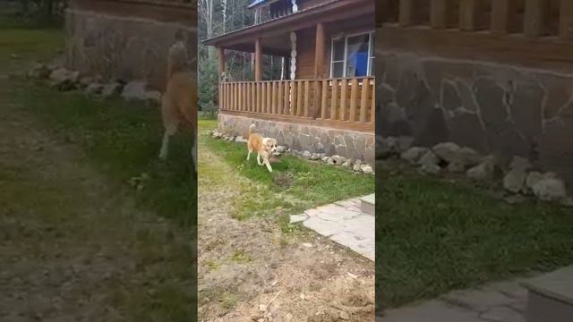 Выпускник питомника ЗУР БАШИ ЧИНГИЗХАН ❤12 мес (АЛАБАЙ САО ЩЕНКИ АЛАБАЯ ПРОДАЖА) г. Москва смотреть онлайн