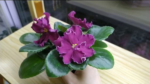 ПЕРВОЕ ЦВЕТЕНИЕ ФИАЛКИ СОРТА АВ- СЕРДЦЕ МАТЕРИ. смотреть онлайн