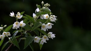 Экхарт Толле - 27. Лицом к вызовам жизни, озвучивает Nikosho.mp4