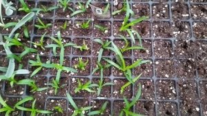 Вегетативная ГВОЗДИКА от А до Я.