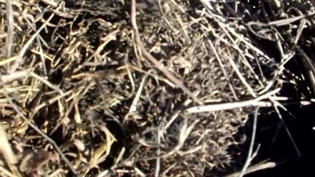 Как ёжики зимуют смотреть онлайн