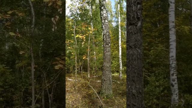 Лесные истории... Красота, но грибов маловато... смотреть онлайн