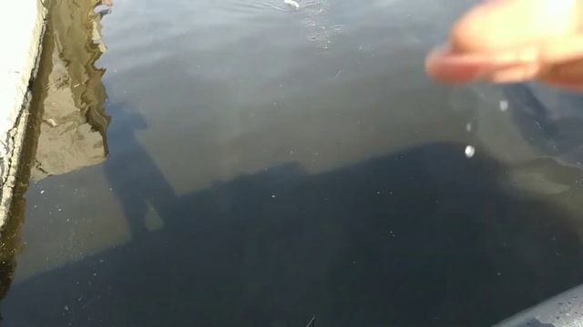 Поисковая кошка подвела. Поисковый магнит. смотреть онлайн