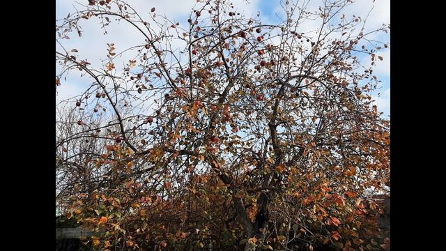 2 ноября Артемьев День.Народный календарь.Приметы.Обряды.Денежный Заговор.Заговор на любовь. смотреть онлайн