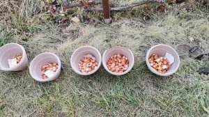 Посадка луковичных. Луковицы тюльпанов после выгонки. Работа в цветнике и саду. Проливаем почву