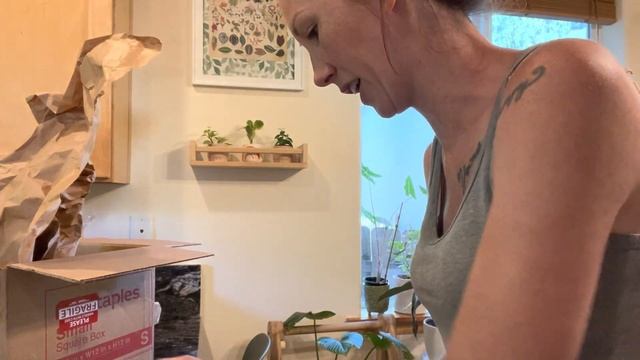 Fun plant haul // pink splash syngonium, hoya linearis & more смотреть онлайн