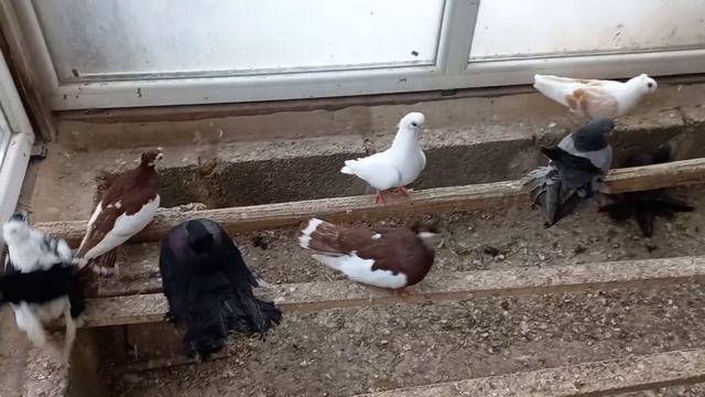 Шок ! Такого птичьего хозяйства вы ещё не видели ! Shock ! You haven*t seen such a bird farm yet ! смотреть онлайн