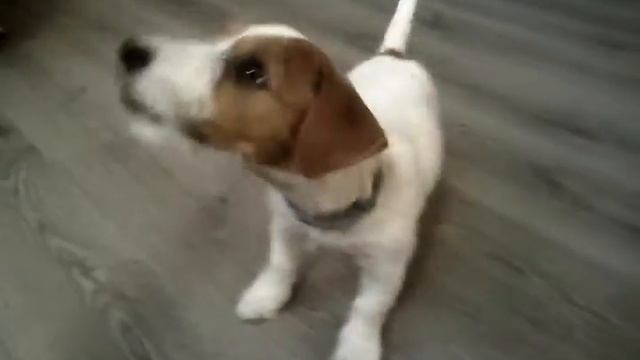 Джек рассел терьер 3 месяца смотреть онлайн