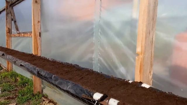 Посадка клубники рассада фриго. Сорта Альба, Кантус, Мальга, Бравура. смотреть онлайн