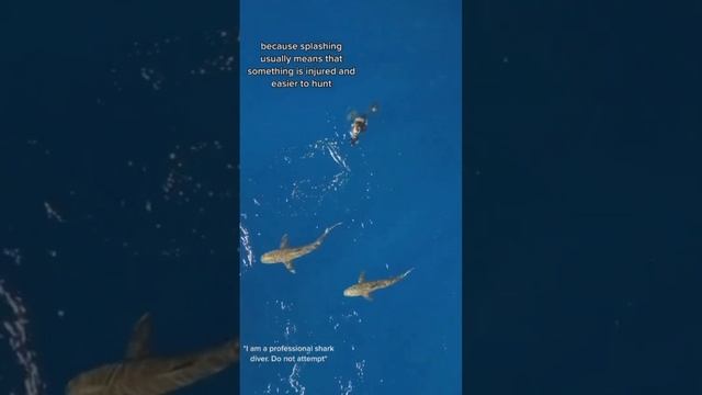 Как выжить при нападении акулы. Лайфхак спасающий жизни. смотреть онлайн