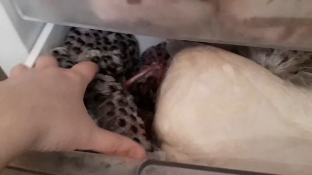 Полуфабрикаты не из магазина? Да, так можно! Запас домашних полуфабрикатов смотреть онлайн