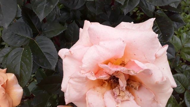 Розочки лавендер пиноккио, пако робан, чайна гёрл , сабрина 27.05.23 смотреть онлайн