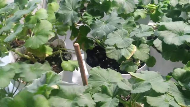 Пеларгония зимой смотреть онлайн