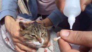 ЛЕЧИМ УШИ КОТУ. УШНОЙ КЛЕЩ. ЗАКАПЫВАЕМ УШИ КОШКЕ