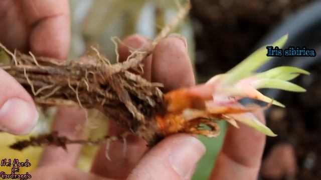 Iris sibirica e Incarvillea delavayi: scelta e piantagione смотреть онлайн