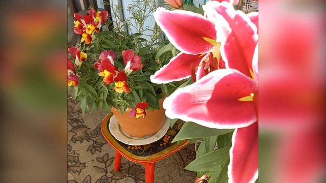 Цветы над городом смотреть онлайн