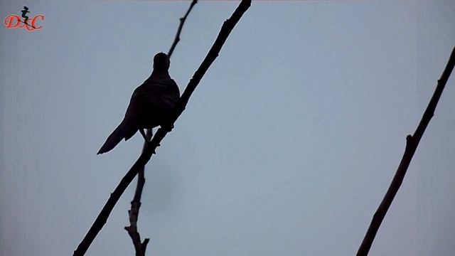 Kamera Panasonic Super Zoom | Mengamati Burung Derkuku Dengan Lumix DMC-LZ40 смотреть онлайн