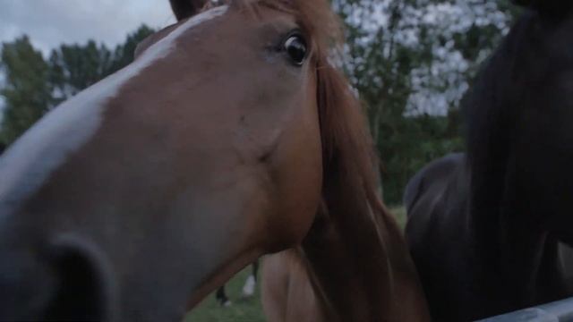 10 интересных ФАКТОВ про ЛОШАДЕЙ смотреть онлайн