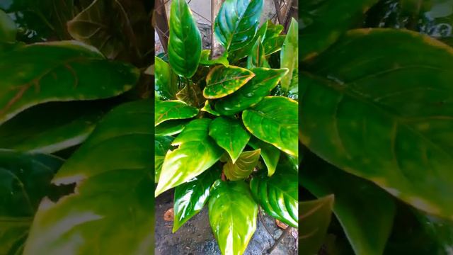Oh my Baby♥️ (Aglaonema Red Vein) смотреть онлайн