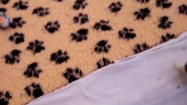 щенки тибетской породы лхаса апсо смотреть онлайн